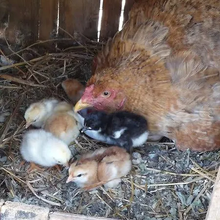 Maison d'hôtes Selenes 3*