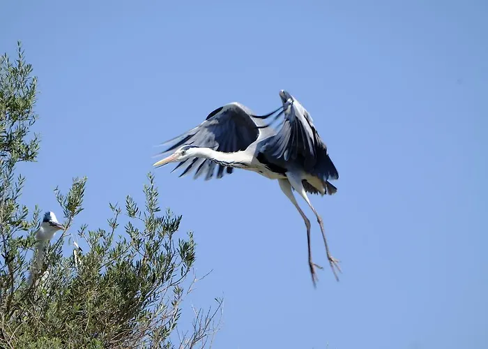 בית הארחה Selenes